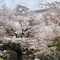 Sakura Magic at Himeji Castle