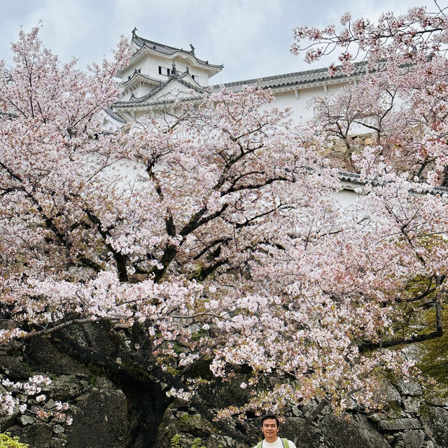 Sakura Magic at Himeji Castle