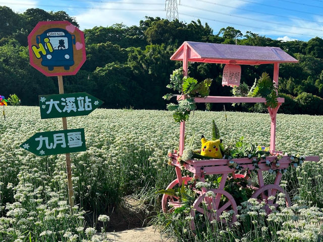 大溪韭菜花田