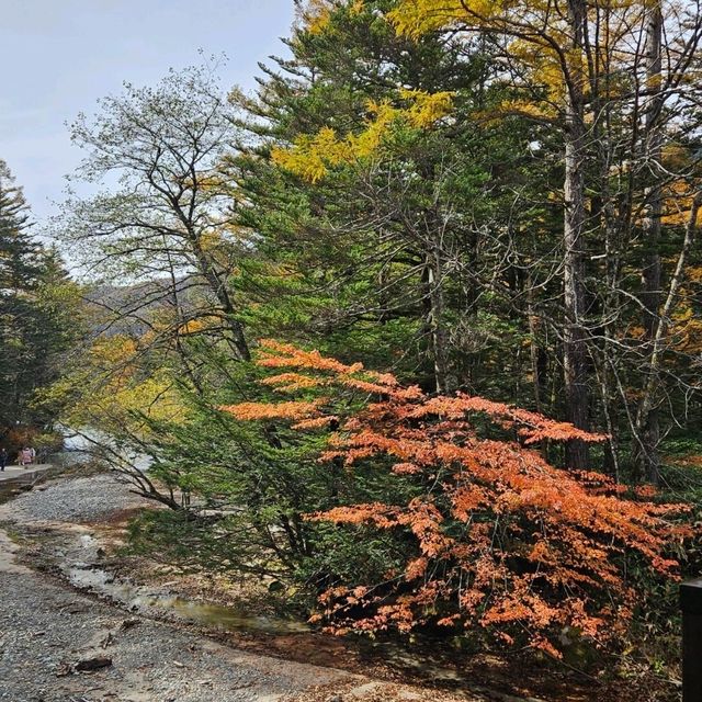 上高地（平湯轉旅遊巴）