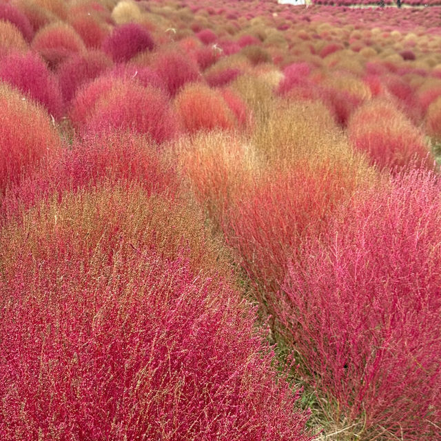 Let Nature’s Colour Paint Your Soul! -Hitachi Seaside Park