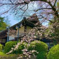 東京景點｜巧遇櫻花盛開~東京賞櫻勝地上野恩賜公園