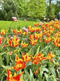 Step into a fairytale of blooms at Keukenhof next year spring.