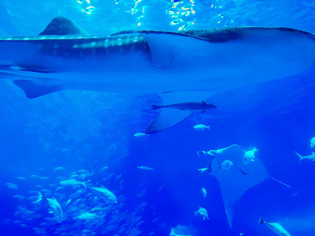 【沖縄🌺】ジンベエザメに会いに美ら海水族館へ𓇼𓆡𓆉𓇼𓆡𓆉