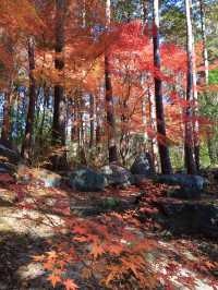 📍 【栃木】秋色に包まれ益子町の紅葉の名所