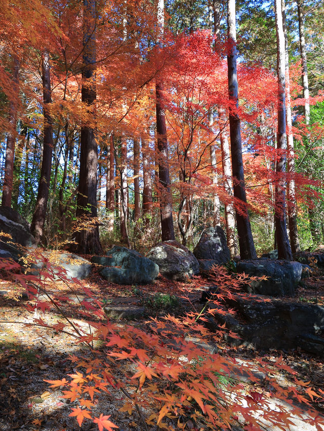 📍 【栃木】秋色に包まれ益子町の紅葉の名所