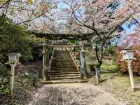 九州武雄神社：賞櫻花、看神木的人氣No.1免費景點