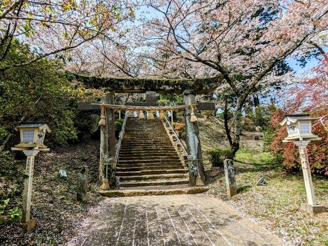 九州武雄神社：賞櫻花、看神木的人氣No.1免費景點