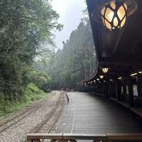 Alishan’s Cherry Blossom (Taiwan)