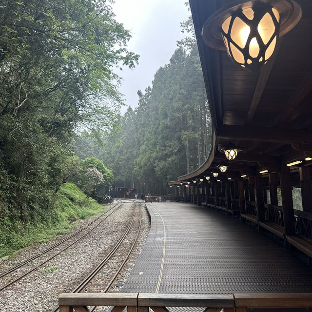 Alishan’s Cherry Blossom (Taiwan)