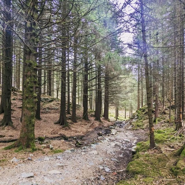 Fløyen Forest, Bergen