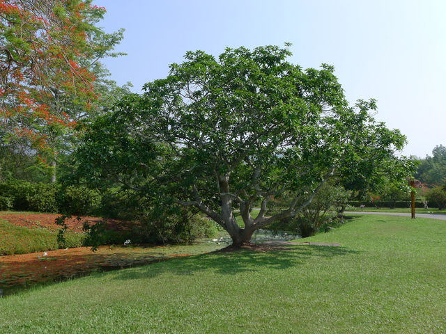 熱帶植物園·百花園——花的海洋。