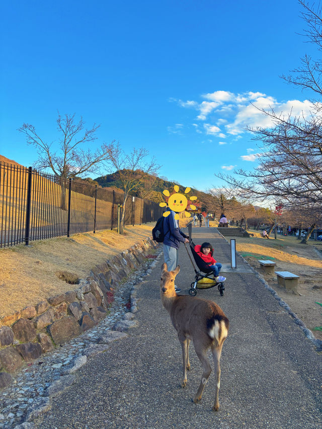 前往奈良旅遊的朋友請注意若草山閉山中…