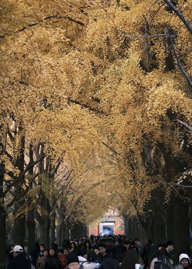 京城的心靈淨土。