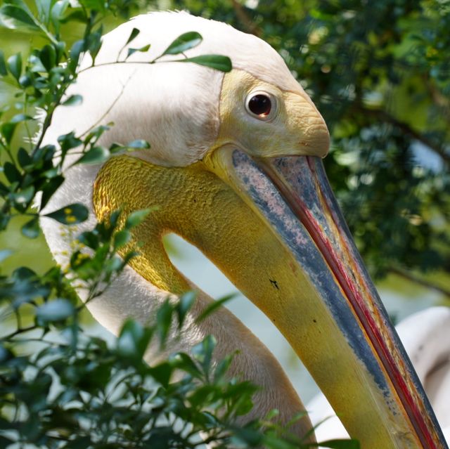 Singapore Zoo