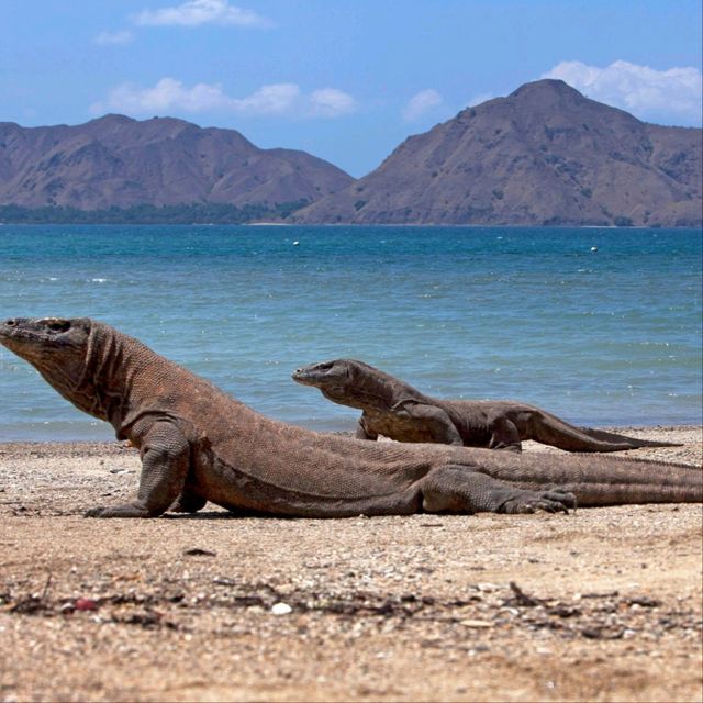 Komodo Island, East Nusa Tenggara