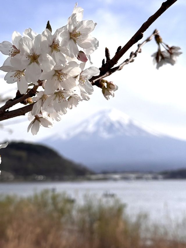 【河口湖畔(北岸)の桜/山梨県】河口湖×富士山×桜