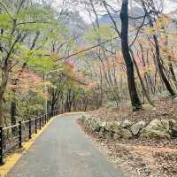 走進內藏山國立公園森林看紅葉