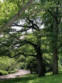 Central Park: The Green Heart of New York City