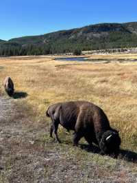 Yellowstone 🌴🏕️