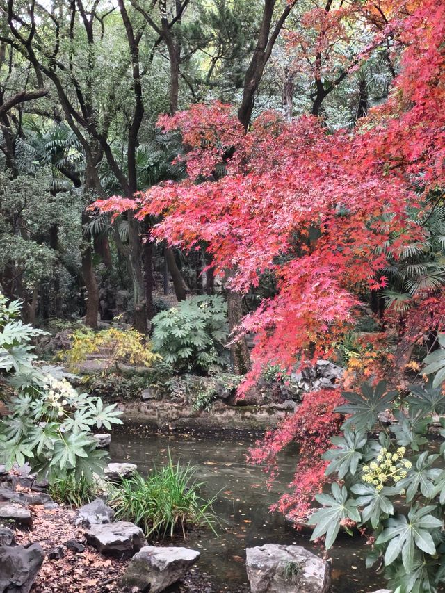 初冬的長風公園—五彩斑斕