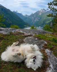 🌸 Let the scenery and the adorable samoyeds take your breath away.