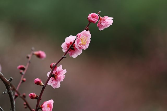 【上海梅花節