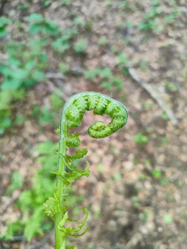 承德雾靈山 | 清朝皇家風水禁地