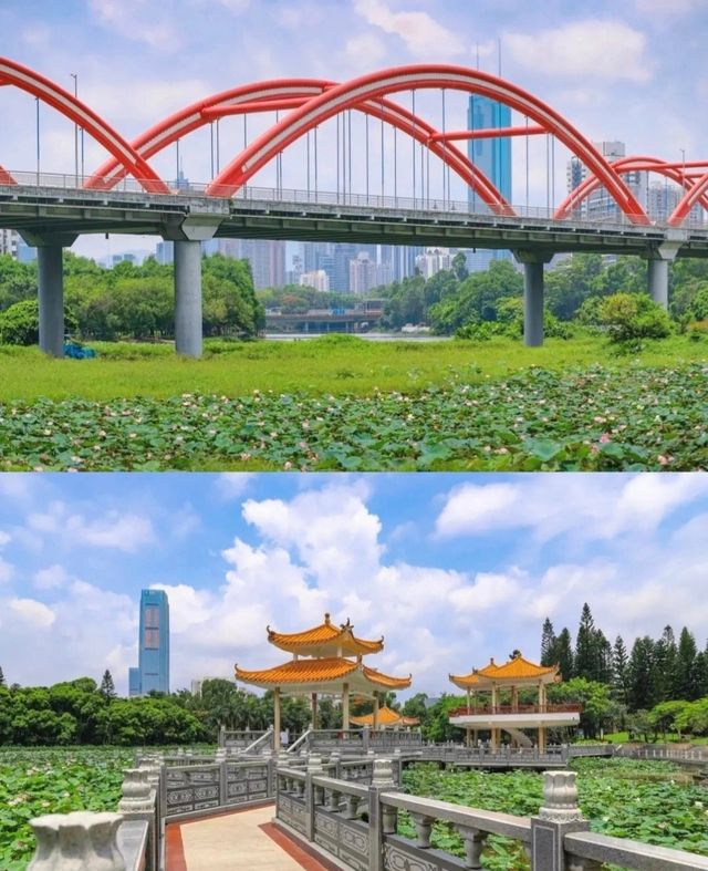 對!!這就是大明湖畔的“夏雨荷”