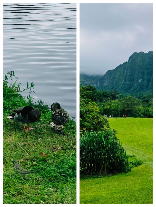 夏威夷可愛島，自然景觀絕美的「花園島」