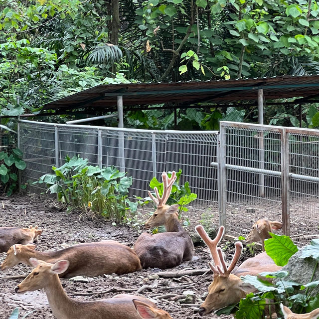 馬來西亞國家動物園