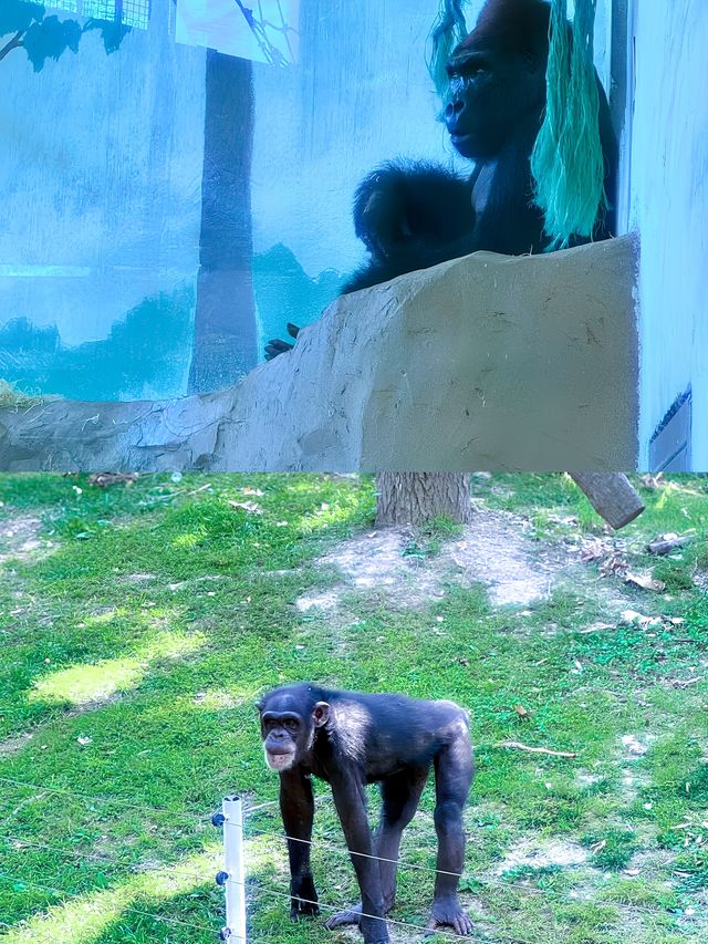 上海動物園真的讓人驚喜！！？