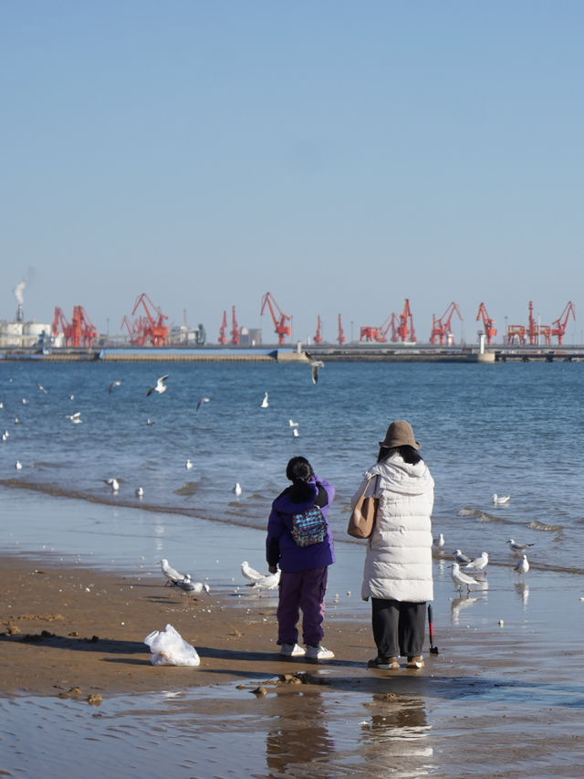 秦皇島|來自西伯利亞的海鷗和海上日出好浪漫啊