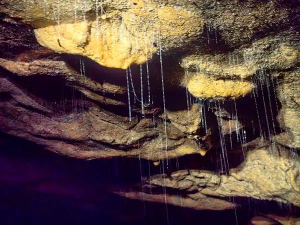 Discover the Magic of Spellbound Glowworm Caves