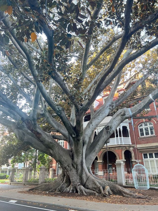 Moreton Bay Fig || Ficus Macrophylla📸