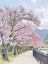 【河口湖畔(北岸)の桜/山梨県】河口湖×富士山×桜