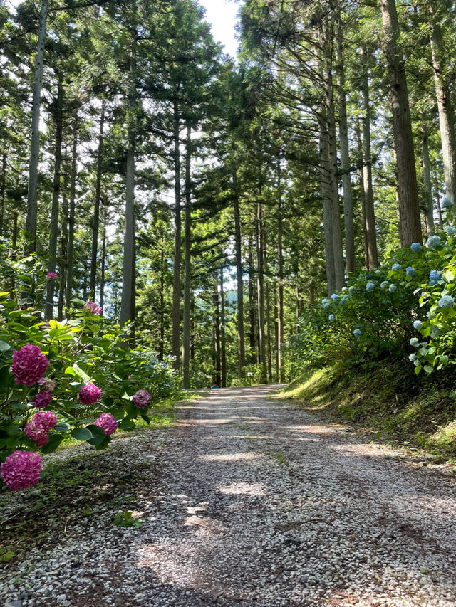 日本最大級の紫陽花の海原を見に行こう🥰💠🤍みちのくあじさい園