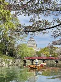 世界遺産姫路城！桜とのコラボレーションは絶景✨