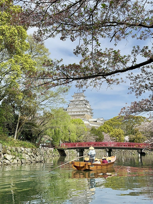 世界遺産姫路城！桜とのコラボレーションは絶景✨