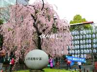 東京景點｜巧遇櫻花盛開~東京賞櫻勝地上野恩賜公園