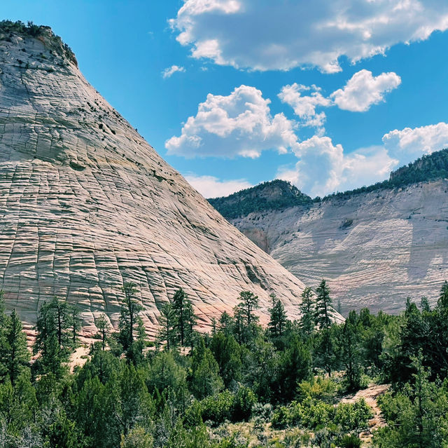 Top tips for wildlife sighting in Zion National Park 🇺🇸