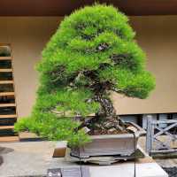 Omiya Bonsai Art Museum, Saitama 🗺️