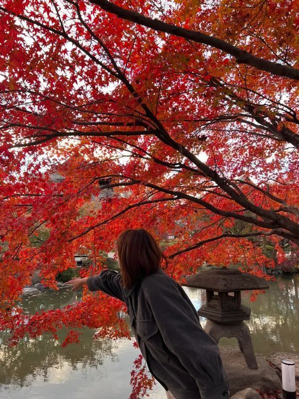 Explore the Stunning Autumn Foliage at Toji Temple in Kyoto!