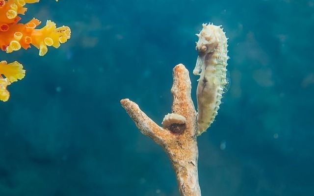 澳洲大堡礁：海洋的絢麗瑰寶