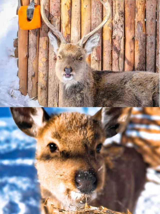 一腳開啟冰雪奇緣之旅。