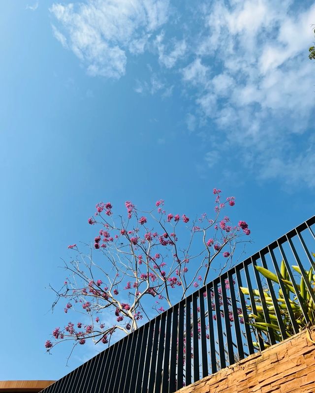 龍崗兒童公園，晴空下的夢幻出片地