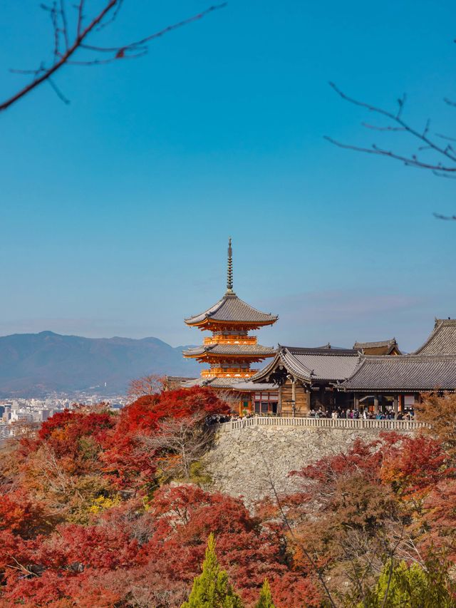 ใบไม้เปลี่ยนสีที่วัดน้ำใส Kiyomizu-Dera Temple 🍁