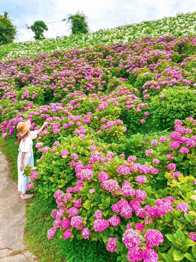 【三重】東海地区最大！！見渡す限り広がるカラフルなあじさい園が絶景すぎる🩷💜