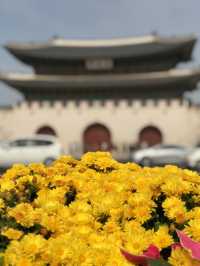 Where Flowers and History Flourish: Gwanghwamun Square in Bloom 🇰🇷