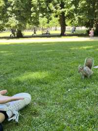 Squirrels at St James Park are as polite as the British! 